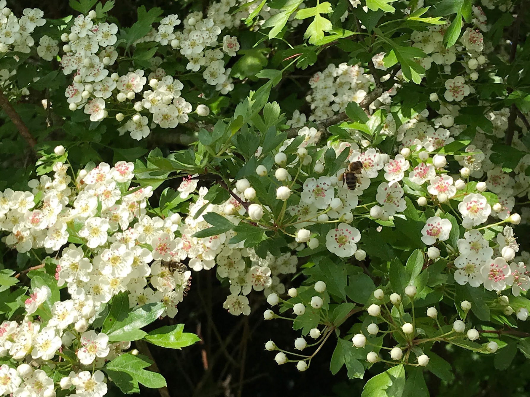 Europe’s First Biodynamic Botanic Garden Opens at Emerson College - May ...